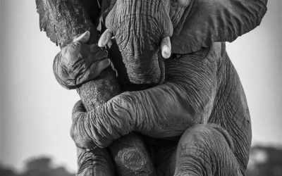 EL ELEFANTE EN LA HABITACION