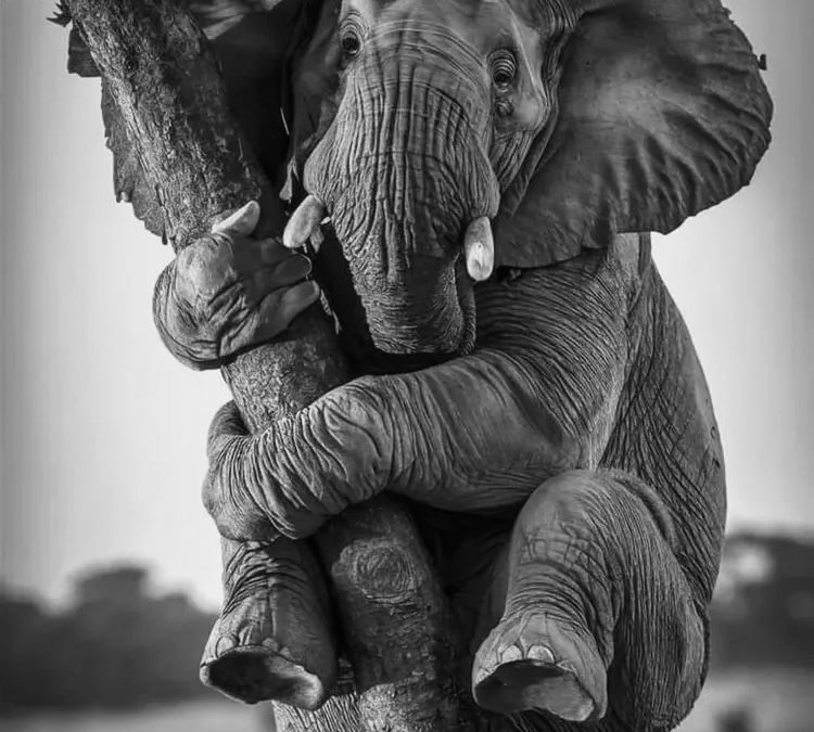 EL ELEFANTE EN LA HABITACION