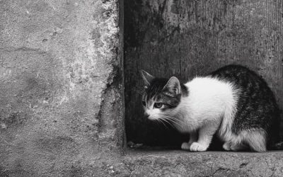 “¿HAY SUBIDAS DE SUELDO QUE SON PROVOCACIONES?”